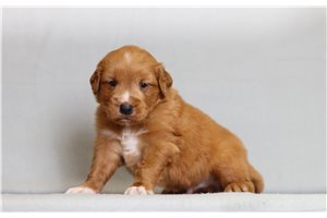 Herbert - Golden Retriever for sale