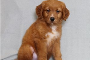 Herbert - Golden Retriever for sale