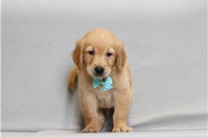 Aether - Golden Retriever for sale