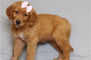 Kiara - Golden Retriever for sale