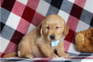 Donovan - Golden Retriever for sale
