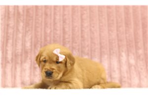 Gidget - Golden Retriever for sale