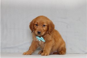 Kona - Golden Retriever for sale