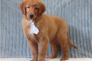 Dustin - Golden Retriever for sale
