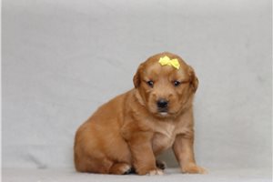 Simone - Golden Retriever for sale