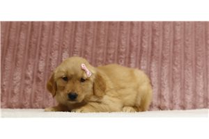 Shyla - Golden Retriever for sale