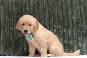 Sean - Golden Retriever for sale