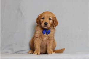 Gideon - Golden Retriever for sale