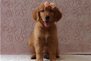 Kiara - Golden Retriever for sale