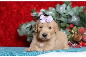 Dewdrop - Golden Retriever for sale