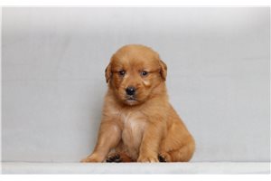 Kole - Golden Retriever for sale