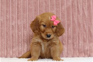 Genevieve - Golden Retriever for sale