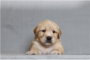 Freddie - Golden Retriever for sale