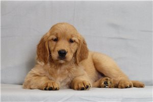 Tala - Golden Retriever for sale