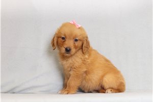 Iris - Golden Retriever for sale