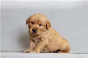 Kumar - Golden Retriever for sale
