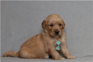 Sean - Golden Retriever for sale