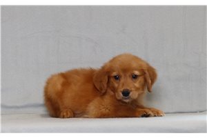 Kole - Golden Retriever for sale