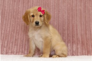 Elise - Golden Retriever for sale