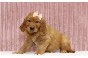 Geraldine - Golden Retriever for sale