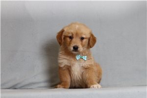 Irving - Golden Retriever for sale