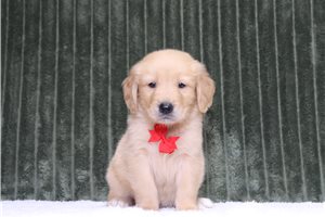 Edmund - Golden Retriever for sale