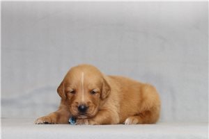 Aero - Golden Retriever for sale