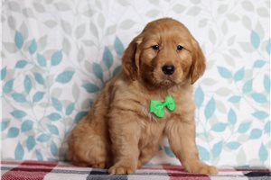 Hunter - Golden Retriever for sale