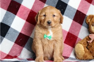 Dustin - Golden Retriever for sale