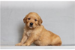 Kudoba - Golden Retriever for sale