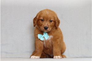 Herbert - Golden Retriever for sale