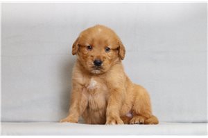 Kohen - Golden Retriever for sale