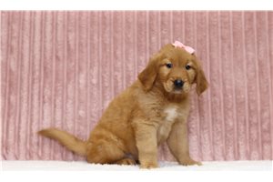 Gidget - Golden Retriever for sale