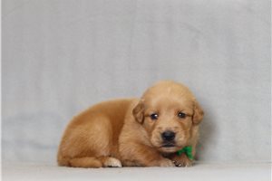 Adler - Golden Retriever for sale