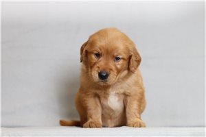 Kodiak - Golden Retriever for sale