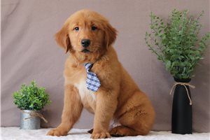 Hamlet - Golden Retriever for sale