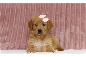 Elana - Golden Retriever for sale