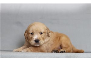 Franklin - Golden Retriever for sale