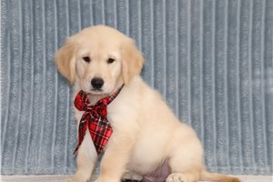 Edison - Golden Retriever, placed in Zanesville / Cambridge