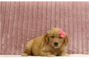 Sydney - Golden Retriever for sale