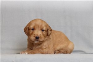 Gianna - Golden Retriever for sale