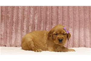 Geraldine - Golden Retriever for sale