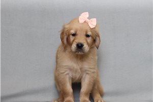 Anya - Golden Retriever for sale