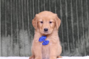 Eduardo - Golden Retriever for sale