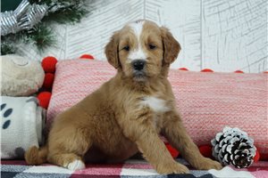 Lorna - puppy for sale