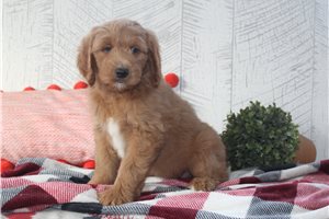 Linc - puppy for sale