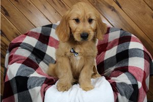 Lutz - puppy for sale