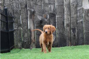 Luther - Goldendoodle for sale