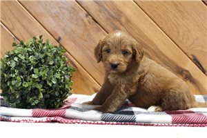 Francisco - puppy for sale