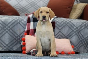 Zazu - Labrador Retriever for sale